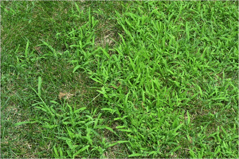 Crabgrass