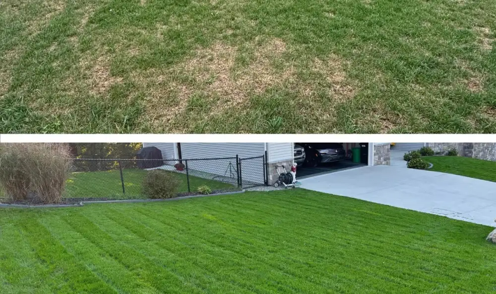 Side-by-side comparison of a lawn before and after overseeding. The top image shows a patchy, brown lawn with thin grass coverage, while the bottom image displays a lush, thick, and vibrant green lawn with visible mowing stripes next to a driveway.