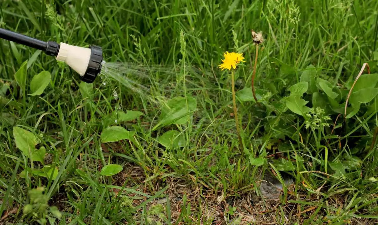 Close-up of a spray nozzle applying herbicide to a dandelion and surrounding broadleaf weeds in a grassy lawn.