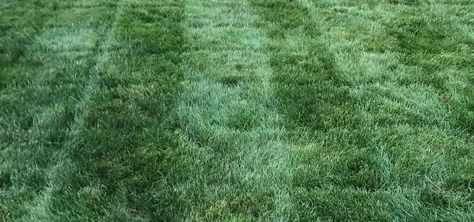 Dark green grass featuring mowing stripes