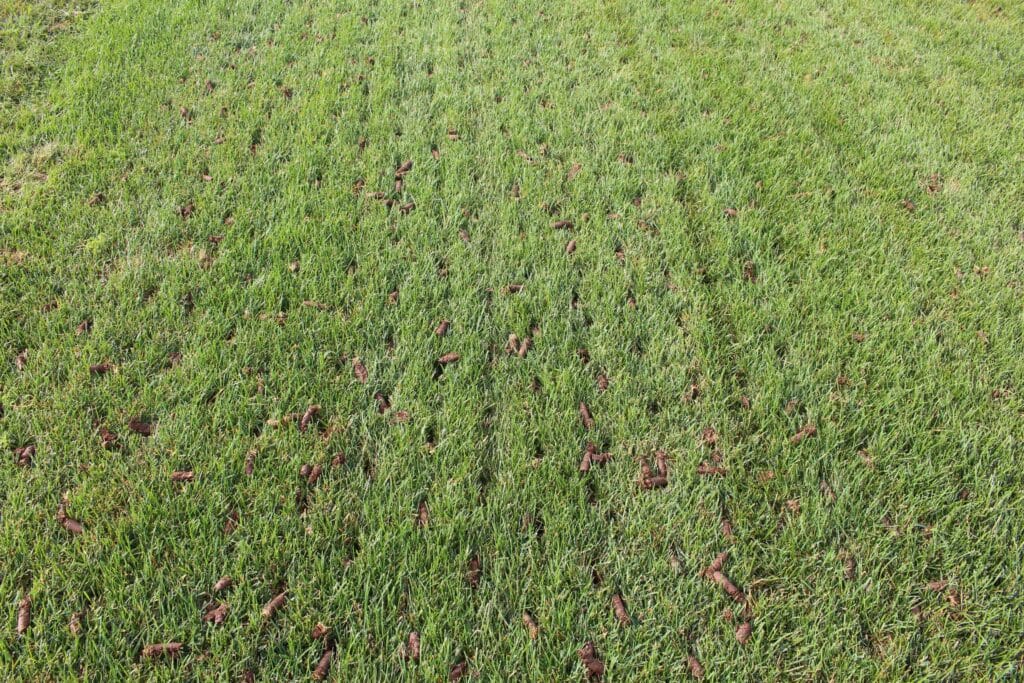 A lawn after core aeration with evenly spaced holes and soil plugs visible across the grass, showing precise aeration patterns to improve soil health and turf growth.