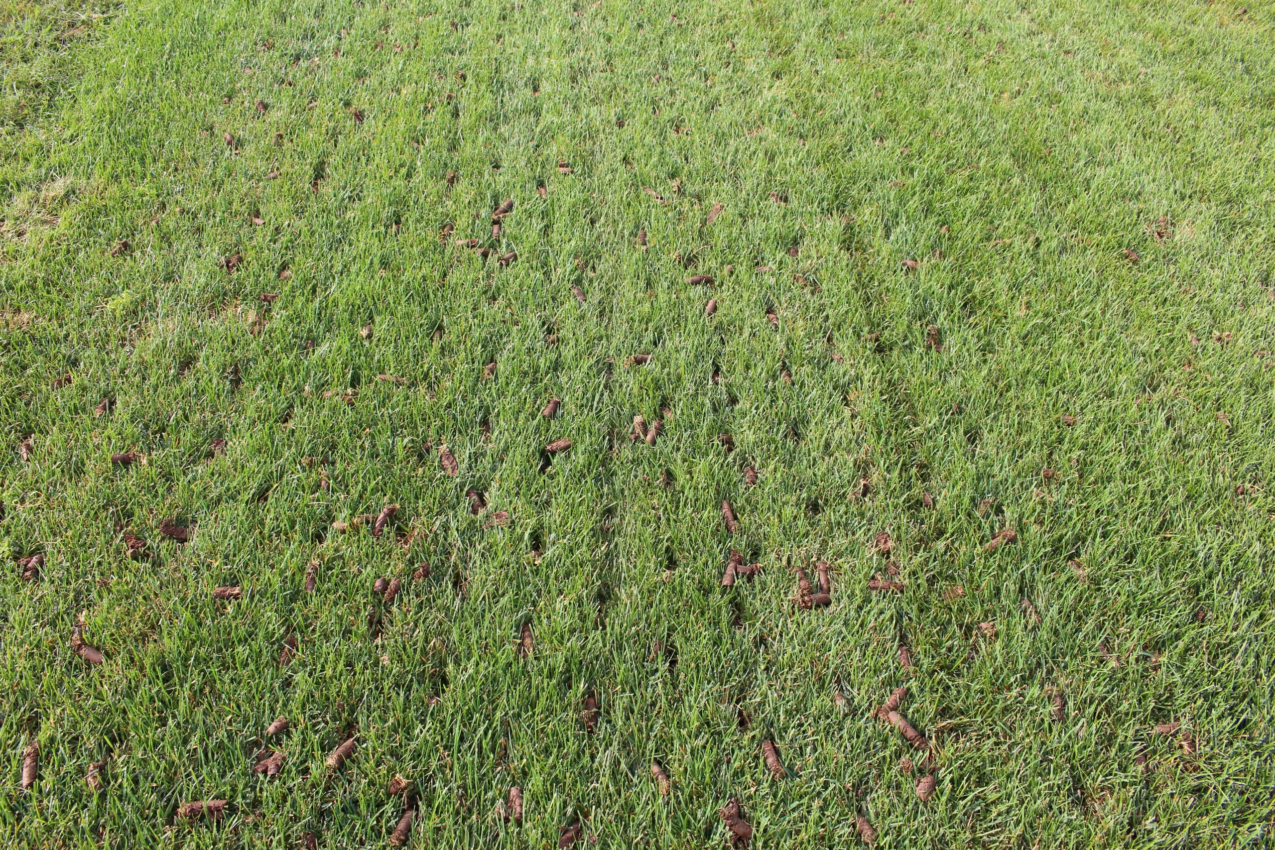 A lawn after core aeration with evenly spaced holes and soil plugs visible across the grass, showing precise aeration patterns to improve soil health and turf growth.