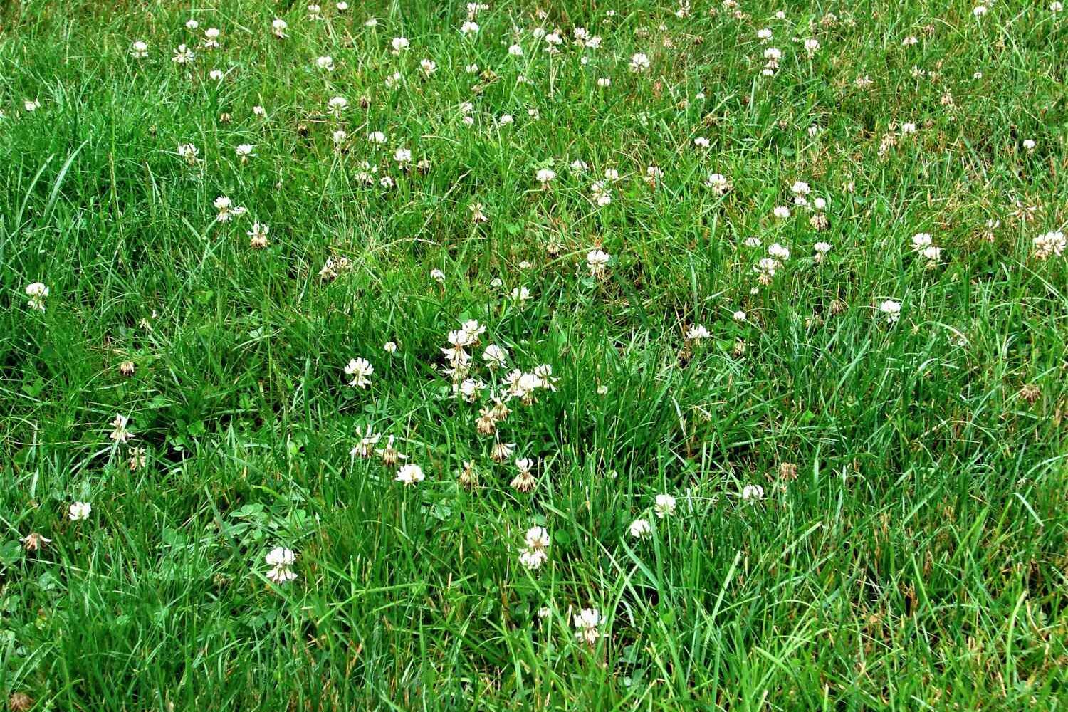 A lawn containing many flowering white clover plants
