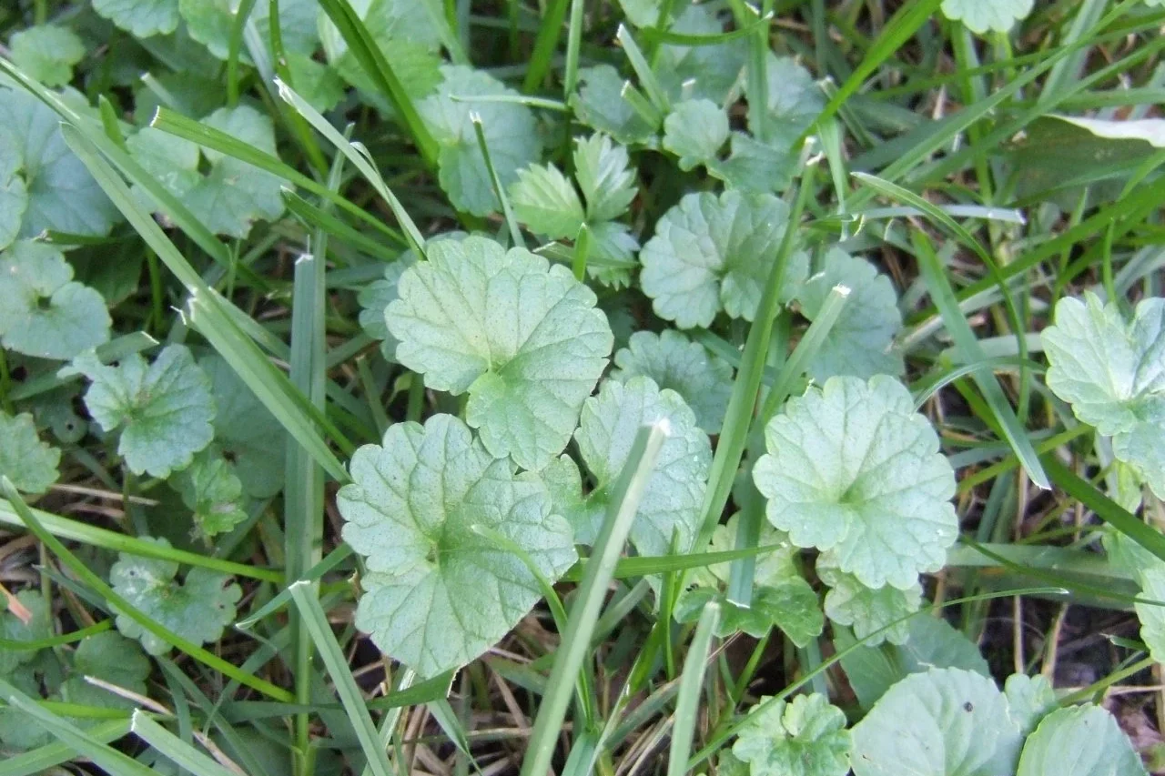 A close up of a creeping charlie weed in a lawn