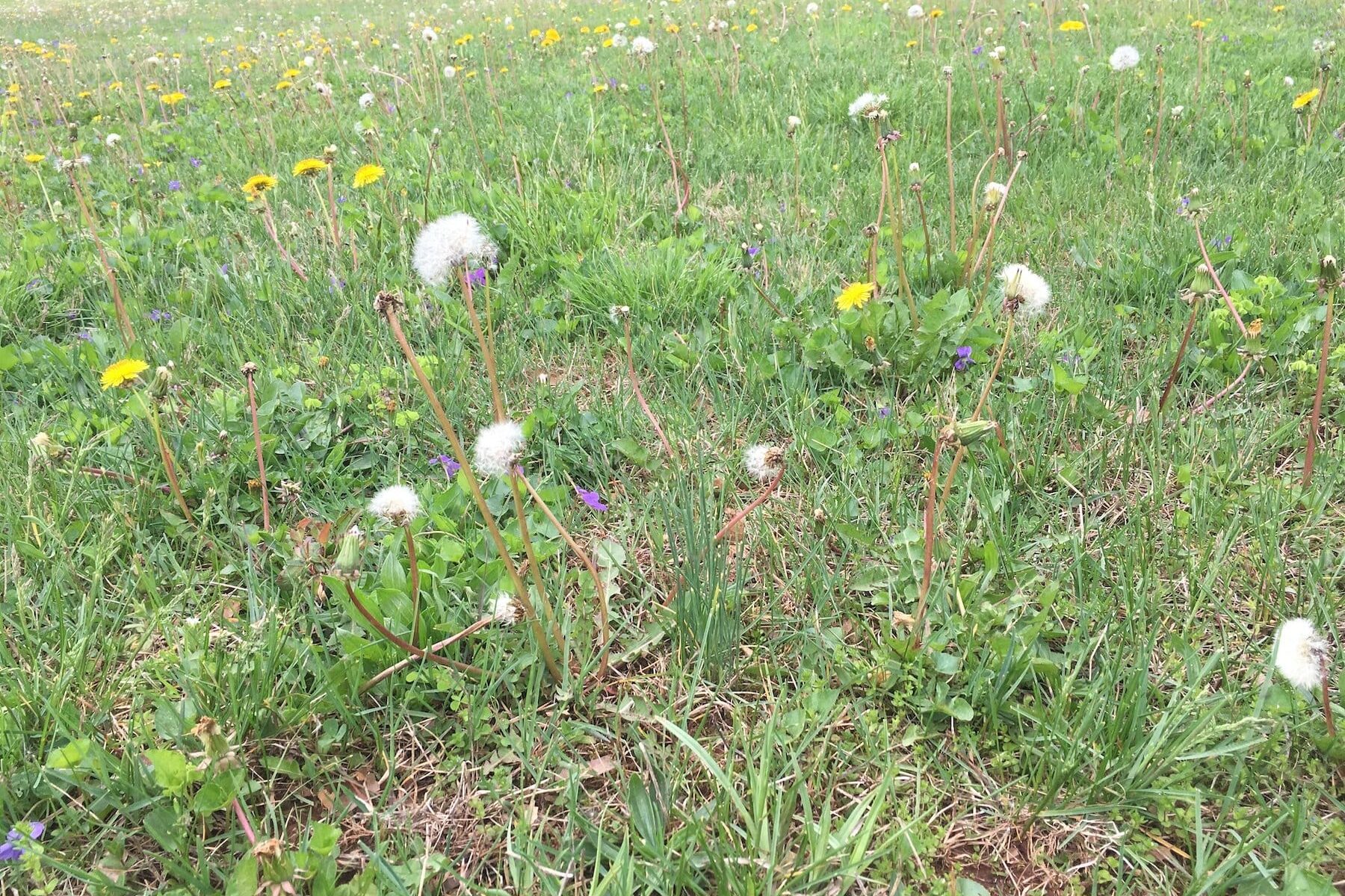 A lawn filled with dandelions, some flowering and others having gone to seed.
