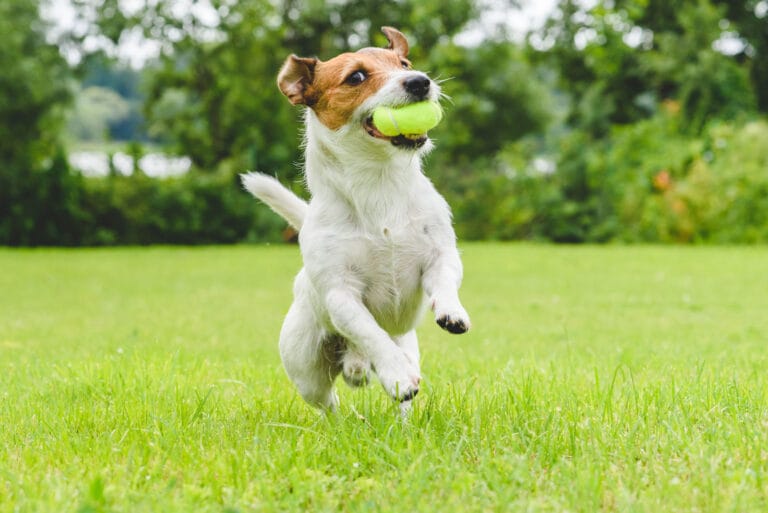 Small dog joyfully running across a grassy lawn with a bright green tennis ball in its mouth. Trees and greenery are blurred in the background.