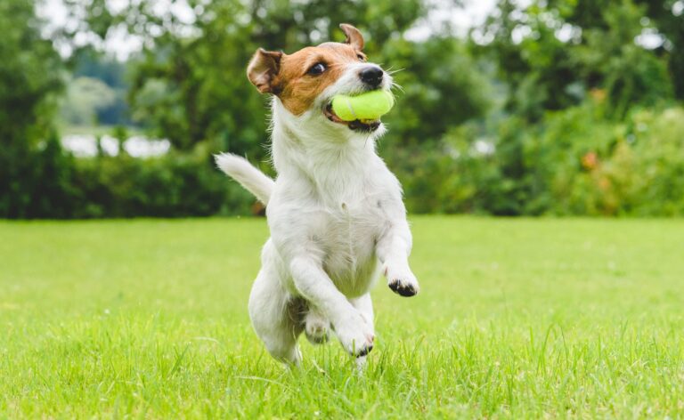 Small dog joyfully running across a grassy lawn with a bright green tennis ball in its mouth. Trees and greenery are blurred in the background.