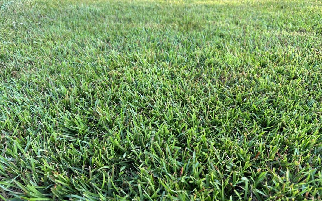 Close-up view of a dense, healthy green lawn with finely textured grass blades, evenly mowed and well-maintained under natural daylight.