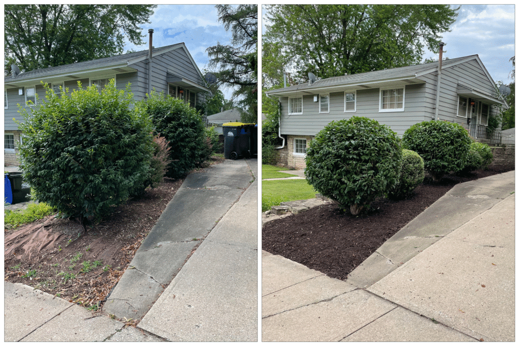 Side-by-side comparison of a residential front yard before and after landscaping work. The left image shows overgrown shrubs and exposed weed barrier fabric. The right image shows neatly trimmed shrubs and fresh brown mulch covering the beds