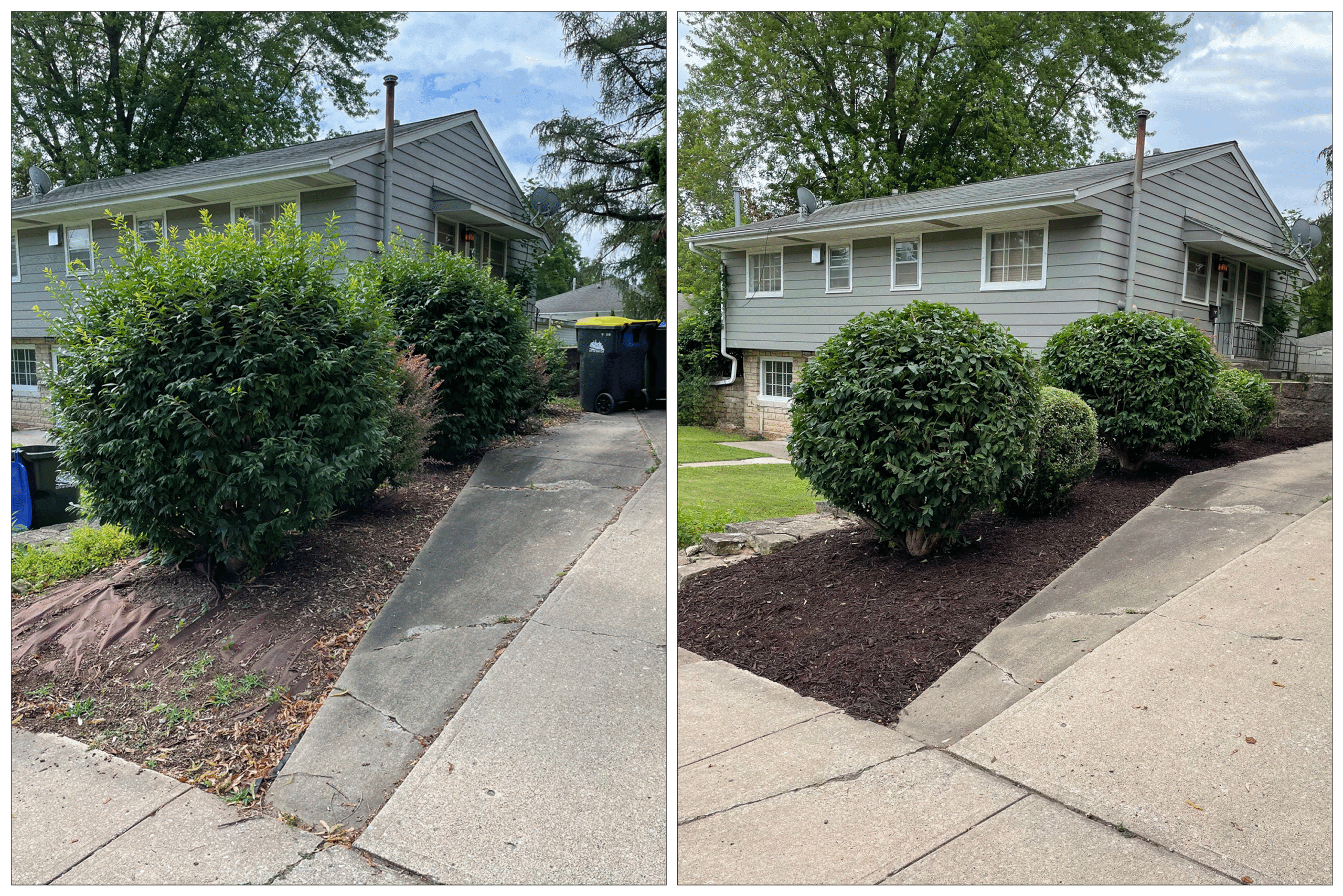 Side-by-side comparison of a residential front yard before and after landscaping work. The left image shows overgrown shrubs and exposed weed barrier fabric. The right image shows neatly trimmed shrubs and fresh brown mulch covering the beds