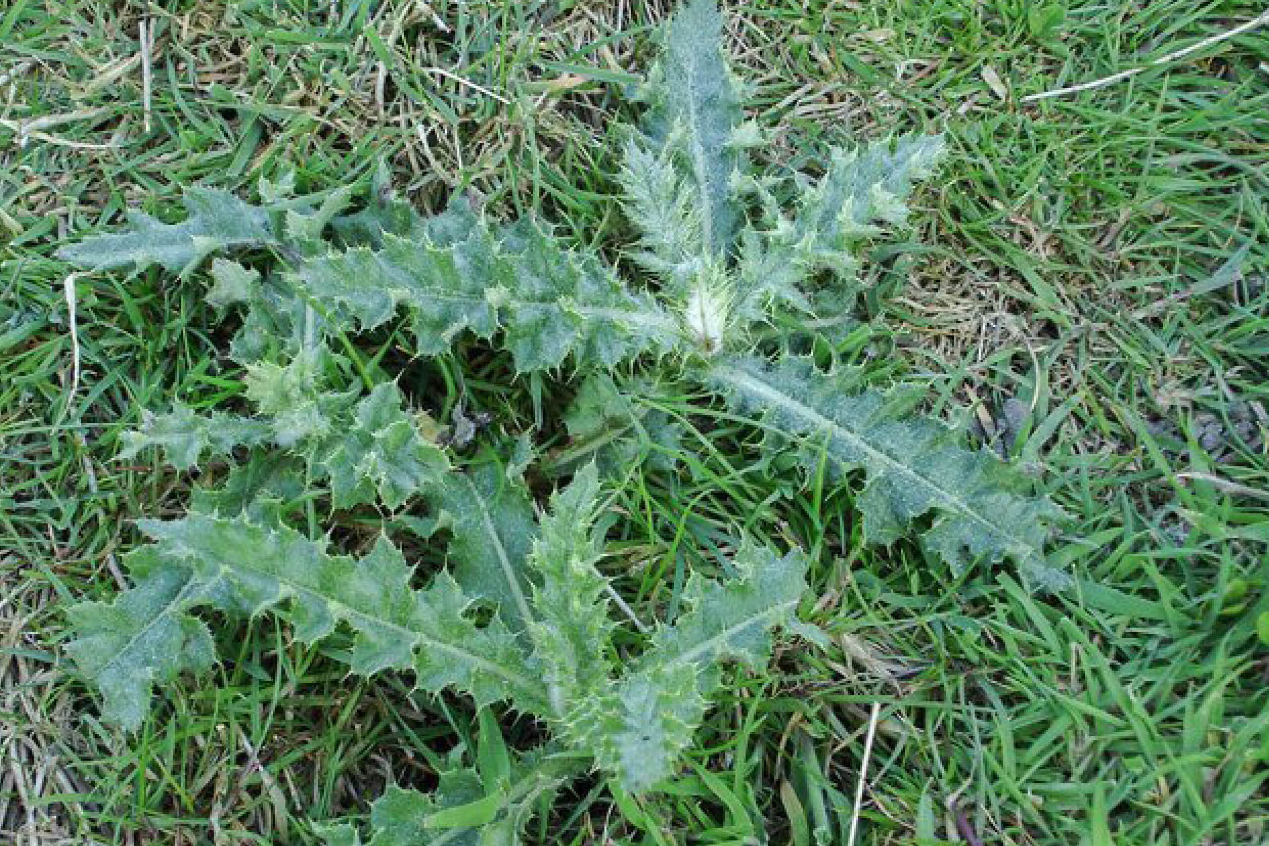 A few spiky thistles growing in a lawn
