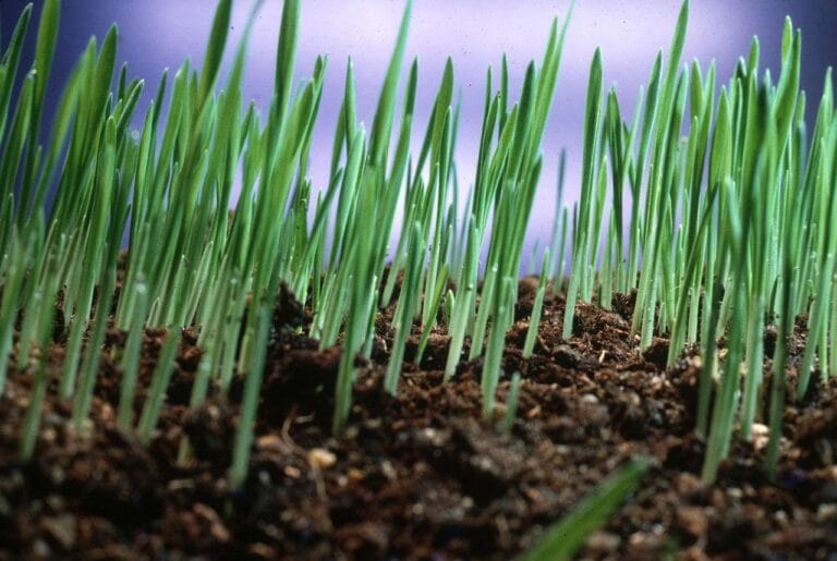 Close-up of young grass seedlings sprouting from rich soil, showing the early germination stage of a new lawn.