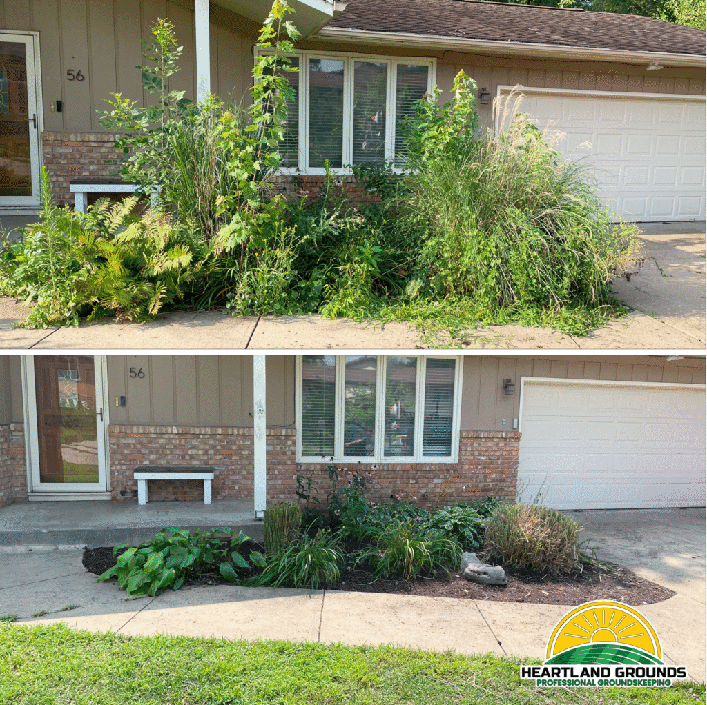 Before-and-after photo of a property cleanup by Heartland Grounds. The top image shows an overgrown front yard with tall weeds, untrimmed grasses, and dense vegetation crowding the entryway. The bottom image shows the same area professionally cleaned and trimmed, with neatly shaped plants, fresh mulch, and a clear, inviting walkway. The Heartland Grounds logo is in the bottom right corner.