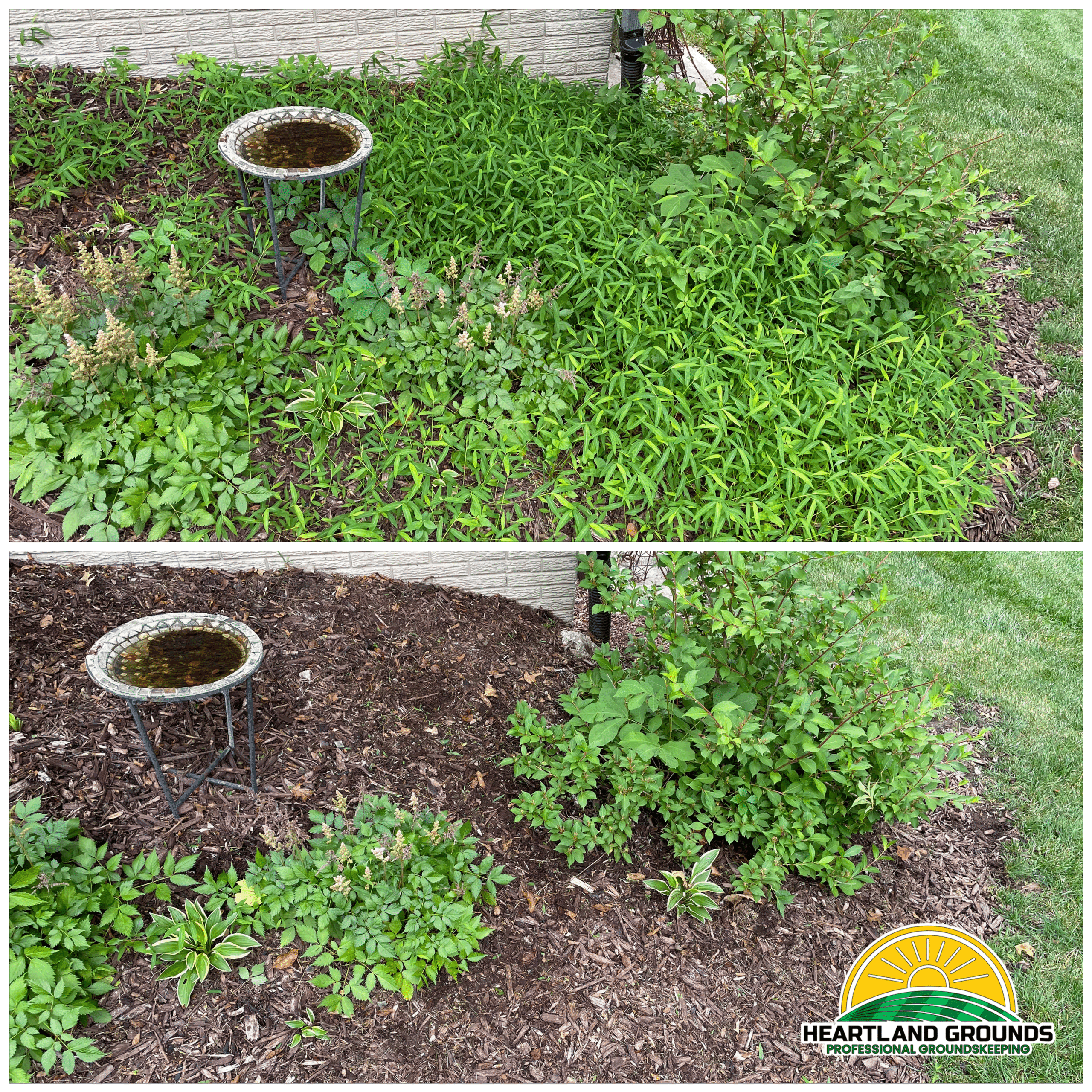 Before and after photos of a garden bed showing removal of weeds and overgrowth, with fresh mulch installed around shrubs and flowers for a clean, polished look. Work completed by Heartland Grounds, Professional Groundskeeping.
