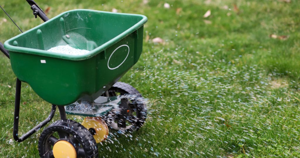 Broadcast spreader applying granular lawn fertilizer to grass, illustrating how often to fertilize your lawn
